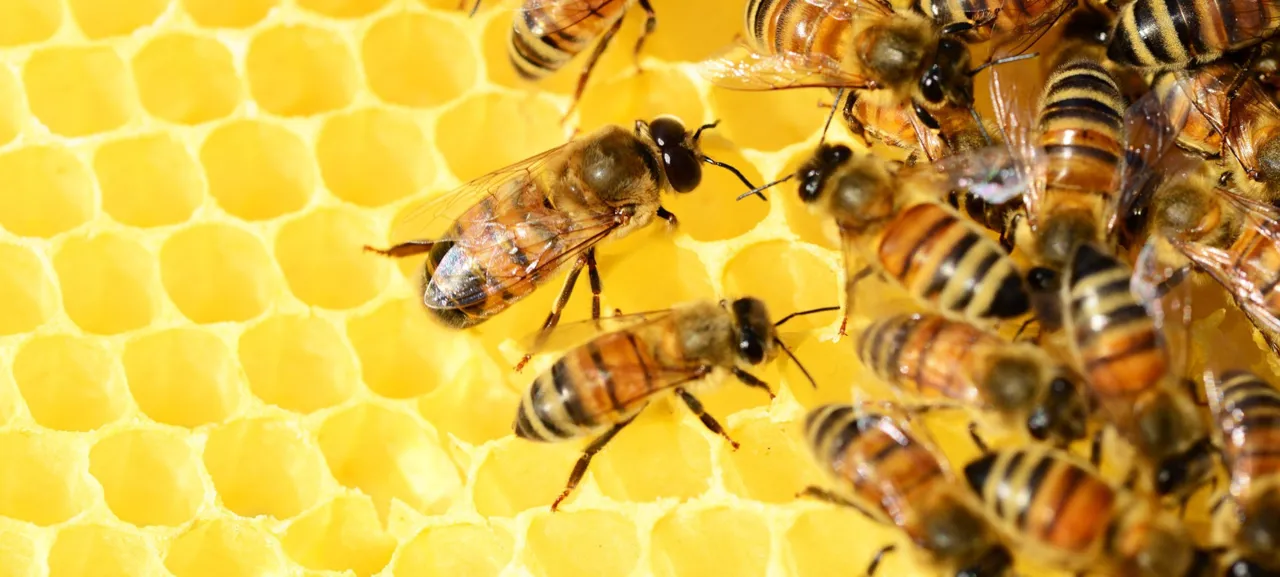 ExpoLondrina recebe o 3º Encontro Regional de Meliponicultura e Apicultura no Pavilhão Smart Agro